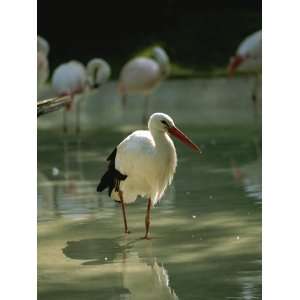  A European White Stork Wades with Chilean Flamingos in 