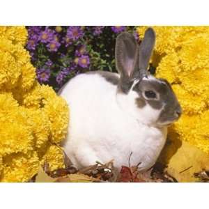  Mini Rex Rabbit, Amongst Flowers, USA Giclee Poster Print 