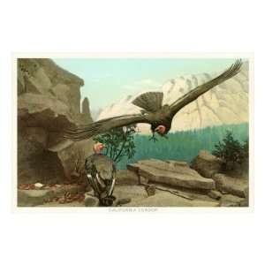  California Condor Premium Poster Print, 12x8