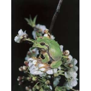 Close Up of an European Tree Frog Perching on Flowers (Hyla Arborea 