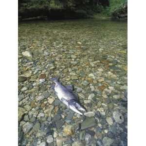  A Dead Chum Salmon, Oncorhynchus Keta, Lies on a Rocky 