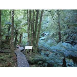 Wielangta Forest Walk, Tasmania, Australia, Pacific Photographic 