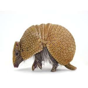  A Southern Three Banded Armadillo, Tolypeutes Matacus 