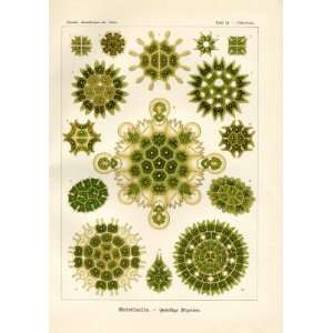 Ernst Haeckel 1904   Melethallia   Artforms of Nature 