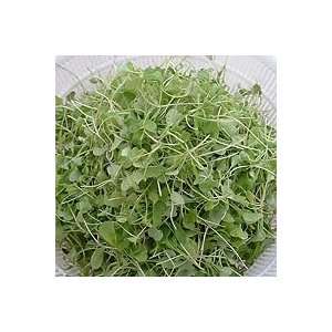 Arugula Organic Sprouting Seeds 1 Pound  Grocery & Gourmet 