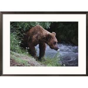  A young grizzly bear (Ursus arctos horribilis) smells a 