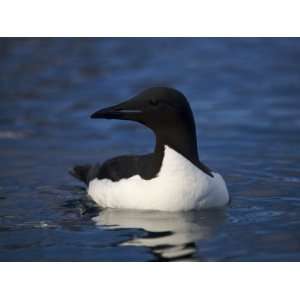  Brunnichs Guillemot, Uria Lomvia, Swimming Stretched 