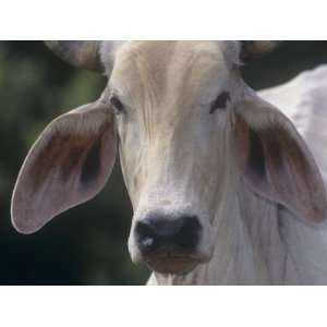 Brahman Cattle Face Details, Bos Indicus, Costa Rica, Central America 