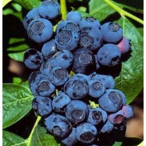    Woodard Blueberry (Vaccinium ashei Woodard) Patio, Lawn & Garden