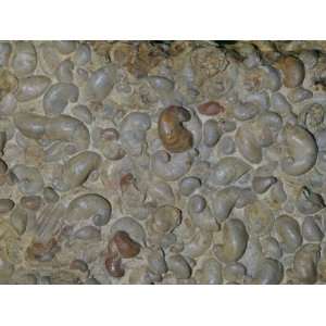  Fossil Oysters (Exogyra Arietina), Lower Cretaceous Period 