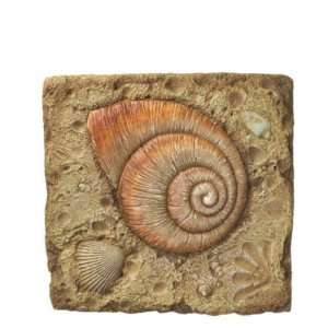  Stepping Stone Spiral Shell. P