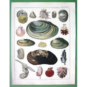 SEA SHELLS Ostraea Unio Cardium Anodonta   SUPERB Natural History H/C 