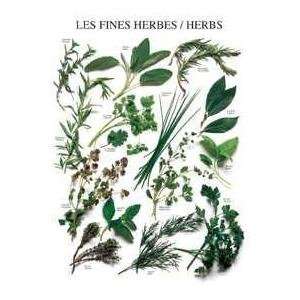   Herbs   Artist Atelier Nouvelles Images   Poster Size 10 X 12 inches