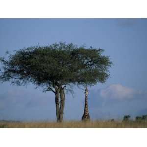  Giraffe Stretches Neck, Masai Mara Game Reserve, Kenya 
