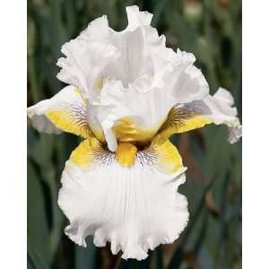  Goldkist Bearded Iris Bulb Patio, Lawn & Garden