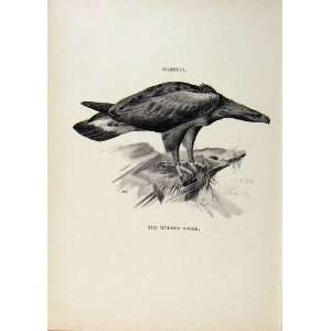  Birds Useful And Harmful Golden Eagle By Csorgey C1909 