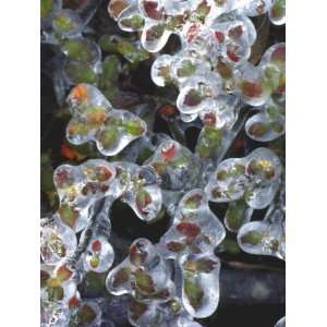 Azalea Plants Encased in Ice, Portland, Oregon, USA Premium 