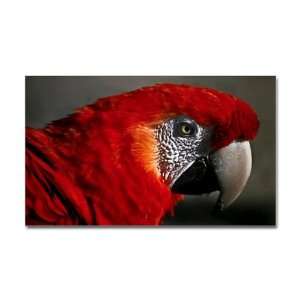  Sticker (Rectangle) Scarlet Macaw   Bird 