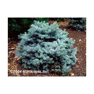  Colorado Blue Spruce Tree   One Gallon Pot Patio, Lawn 