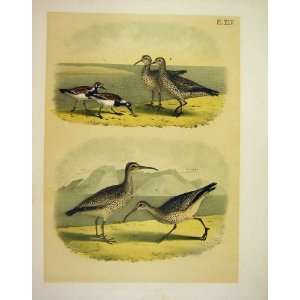  Turnstone, Curlew Jasper Birds Of America 1878