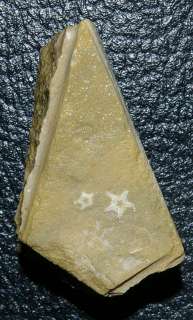 Fossil Starfish     Triassic     Aspiduriella similis  