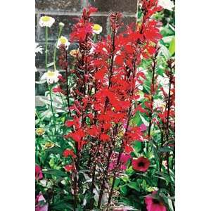   Deep Rose Cardinal Perennial 25 Plants   Lobelia Patio, Lawn & Garden
