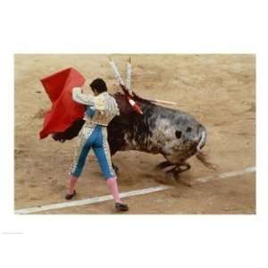   Matador fighting a bull, Plaza de Toros, Ronda, Spain  24 x 18  Poster