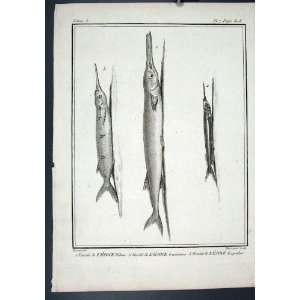   Rare Fish Print C1795 Plate 7 Lesoce Belone Gambarur