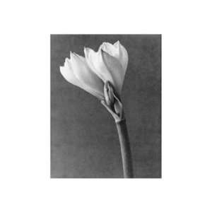  White Amaryllis by Doug Benezra 24x32