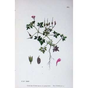  Botany Plants C1902 Herb Robert Geranium Purpureum