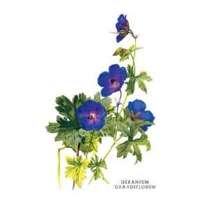  Geranium Grandiflorum 24x36 Giclee