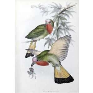  Red Throated Nyctiornis by John Gould. Size 6.88 X 10.00 