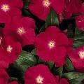 Vinca Pacifica XP Burgundy Halo 25 Commercial Quality Seed  