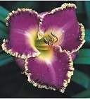 DAYLILY SEA OF CORTEZ   SF   PETIT 2002