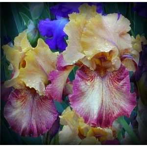  Test Pattern Tall Bearded Iris Rhizome Iridaceae 1 Bulb 