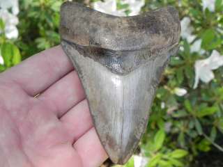   ,selling,diving and collecting shark teeth for over 19 years now