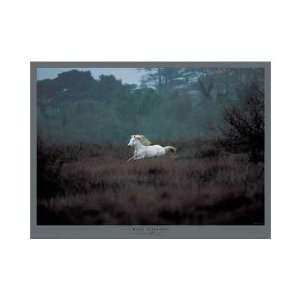  Equus, Camargue (France) Poster Print