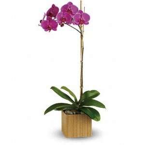  Telefloras Imperial Purple Orchid