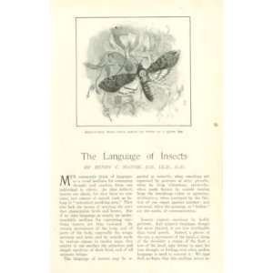    1907 Insect Language Months Bees Ants Locusts 