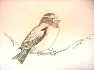1930 40s C. Palmer Pencil Drawing of a Bird   Evening Grosbeak #2 