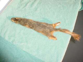 Squirrel pelt rodent skin hides taxidermy a hunted fur  