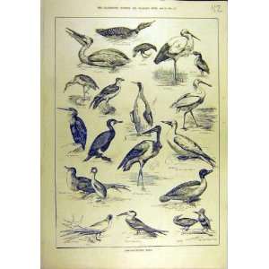   1884 Fish Destroying Birds Penguin Tern Stork Osprey