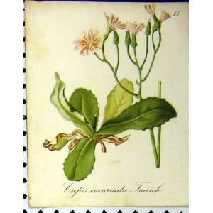   Plant 1879 Crepis Incarnata Tausch Seboth Nature