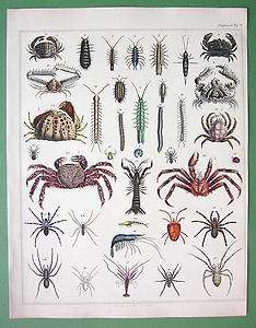 CRABS Spiders Tarantula   SUPERB Color Antique Print H/C  