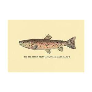  The Red Throat Trout 20x30 poster