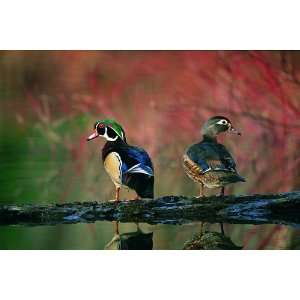   Geographic Wood Ducks by Robert McCaw 1,000 Piece Puzzle Toys & Games