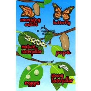 Butterfly Life Cycle 144 Pak