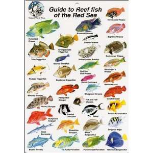  Fish Identification Cards   Reef Fish   Red Sea   9 x 6 
