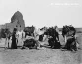 1860 Photo from Cairo. Group of camels  
