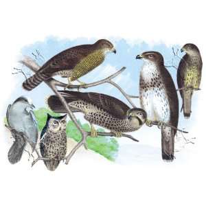   Print, Owls, Buzzards, and Peregrine Falcon   18 x 12